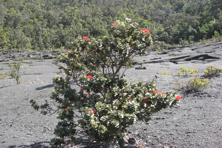 ../image/volcano - kilauea iki trail 19.jpg